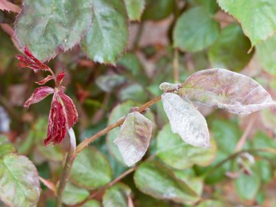 Wilted And Diseased Rose Bush
