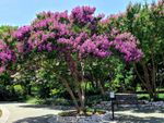 Purple Flowering Crape Myrtle Tree