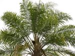 Large Queen Palm Plant