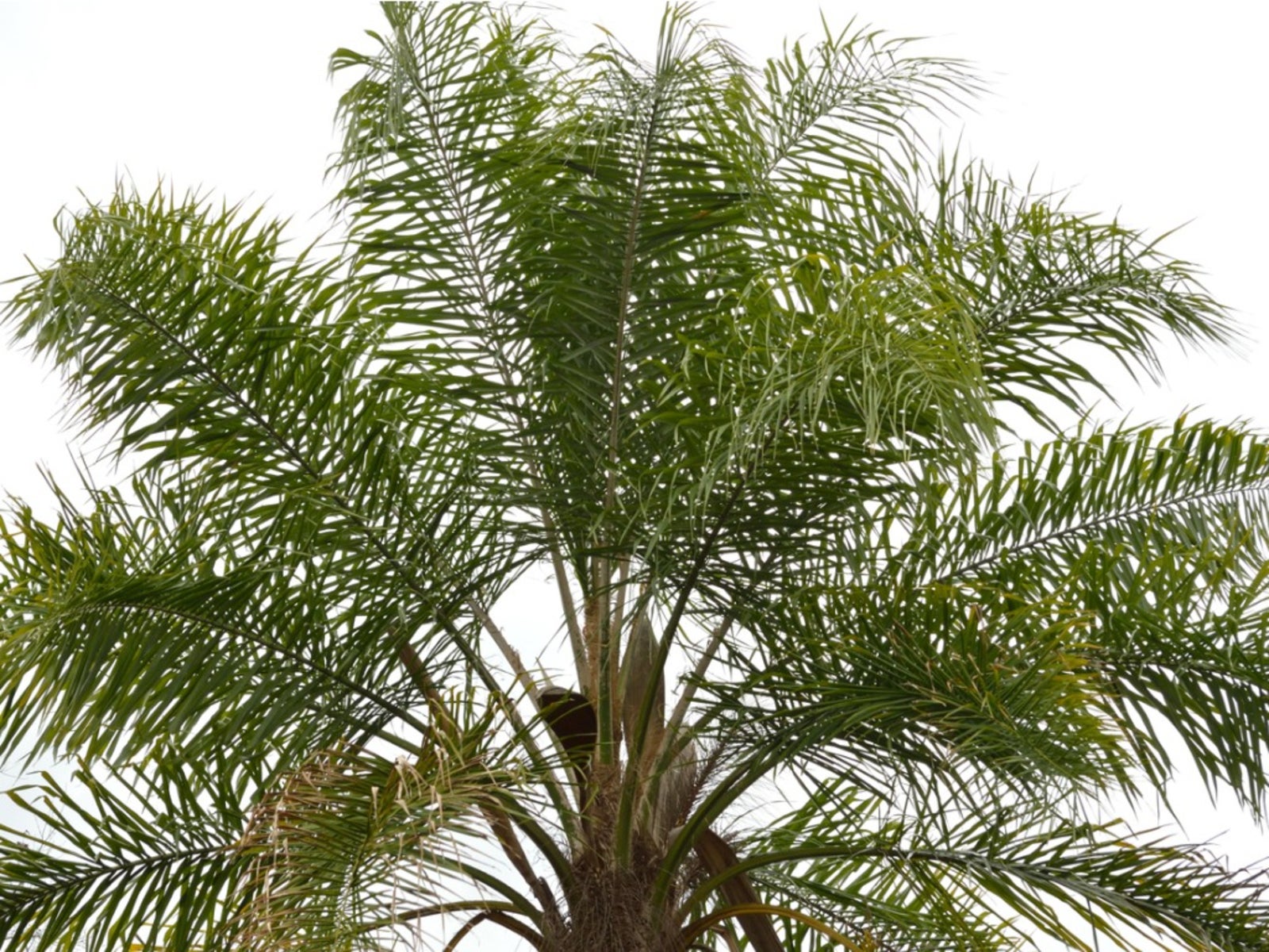 Growing Queen Palms In Pots   How To Keep Queen Palm Houseplants
