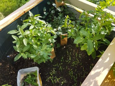 An Organic Herb Garden In A Raised Bed