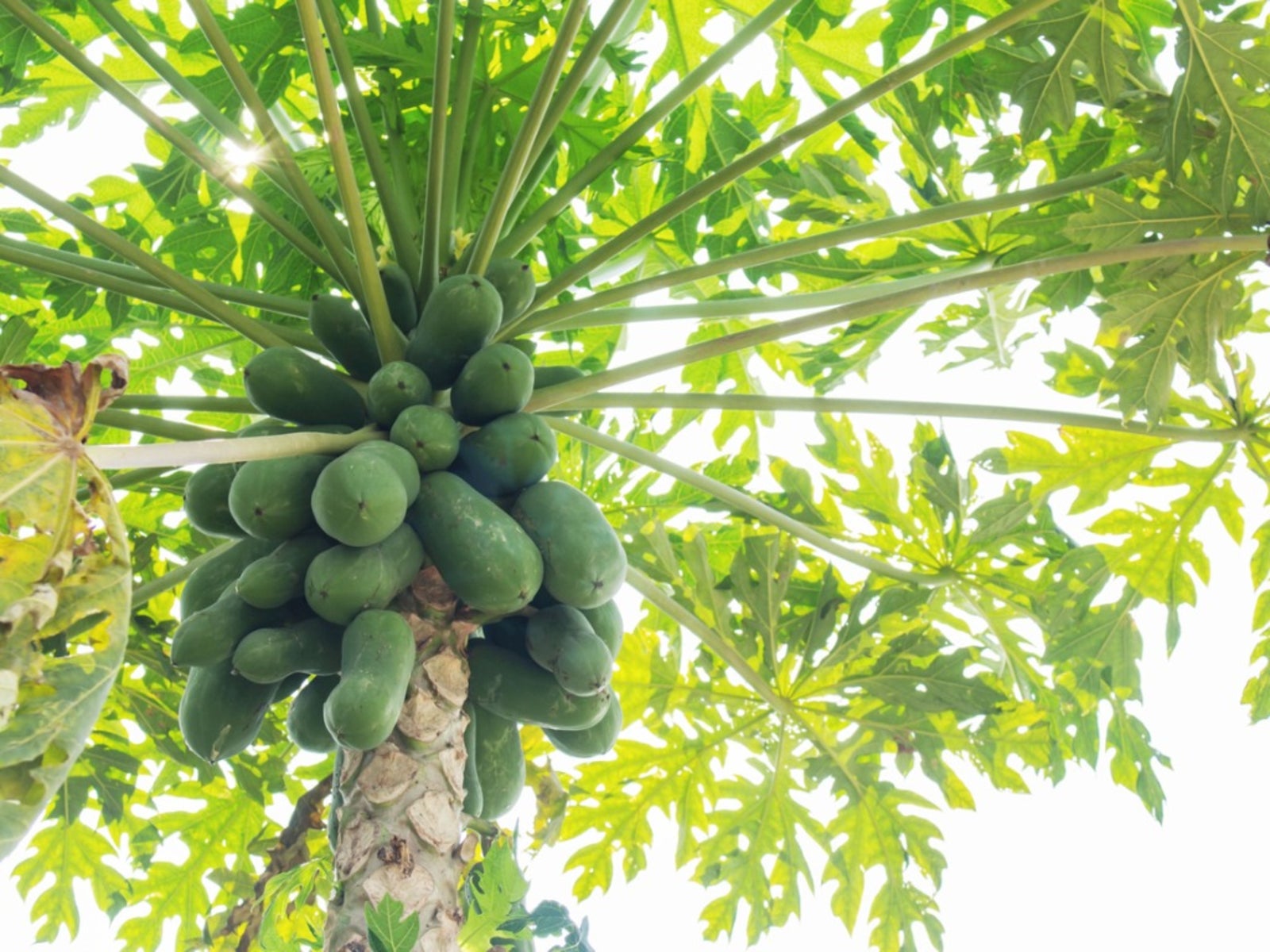 Papayabaumfrucht herstellen