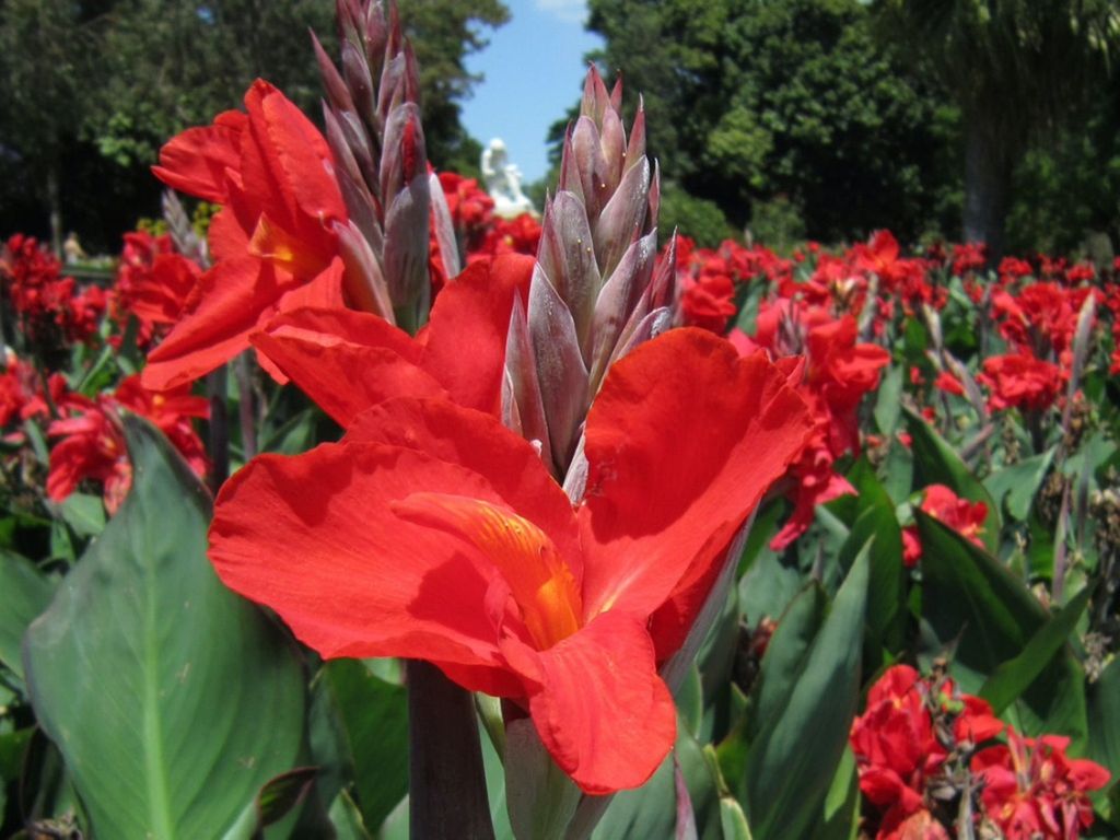 Canna Lilies: Tips For Planting And Growing Cannas