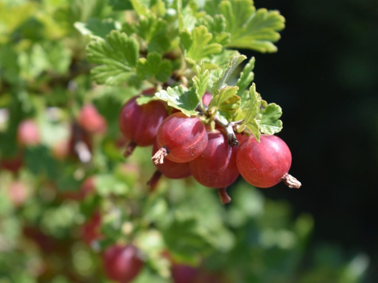 Gooseberry Maggots - Controlling Gooseberry Worms In Currants And ...