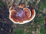 Citrus Ganoderma Rot On Tree Trunk