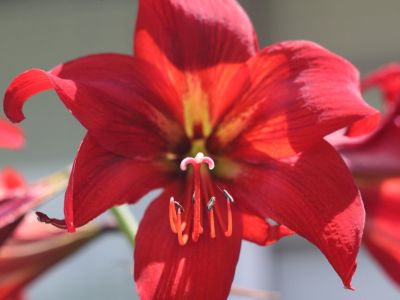Red Oxblood Lily Flowers