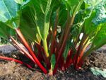 Rhubarb Plant Ready To Be Split