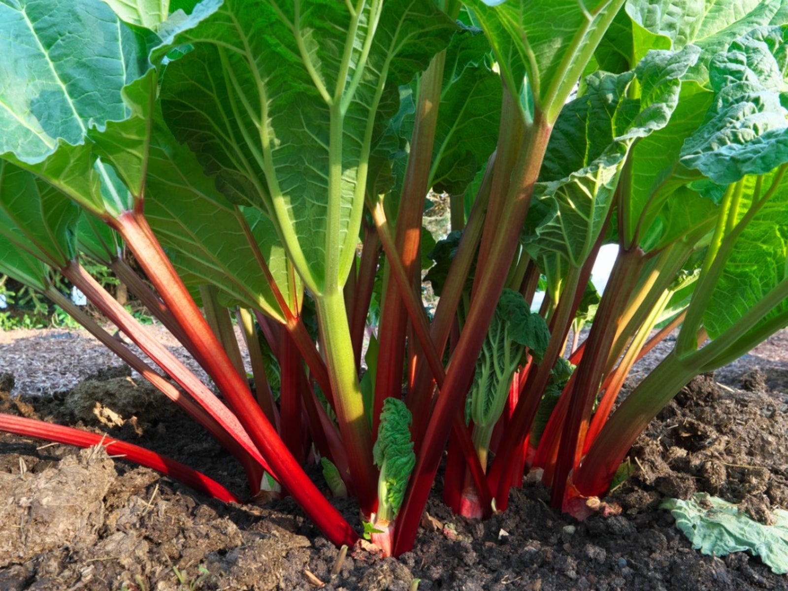 Splitting Rhubarb - When And How To Divide Rhubarb Plants