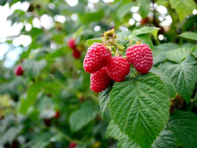 Raspberry Plant Full Of Red Berries