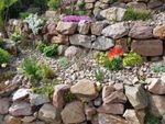 A Layered Rock Garden Full Of Plants