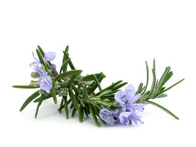 Edible Purple Herb Flowers