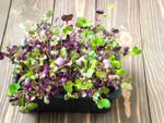 Potted Lettuce Microgreens