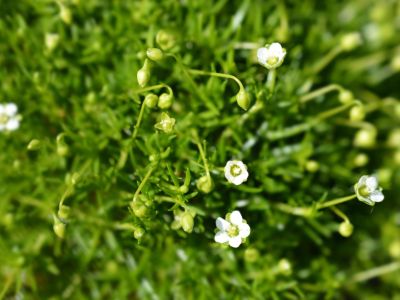 Tiny White Flowers On Irish Moss In The Garden