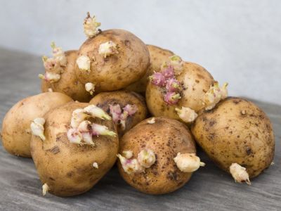 Fungicide Growing On Potatoes