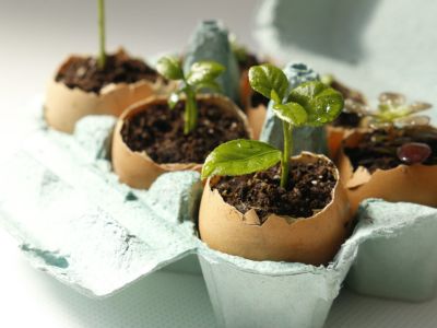 Seedlings Growing In Eggshell Pots