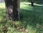 Grass Growing Under A Large Tree