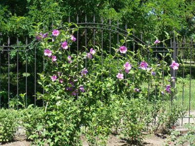 Rose Of Sharon Shrub Growing Along A Black Fence