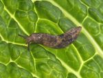 A Slug On Cabbage