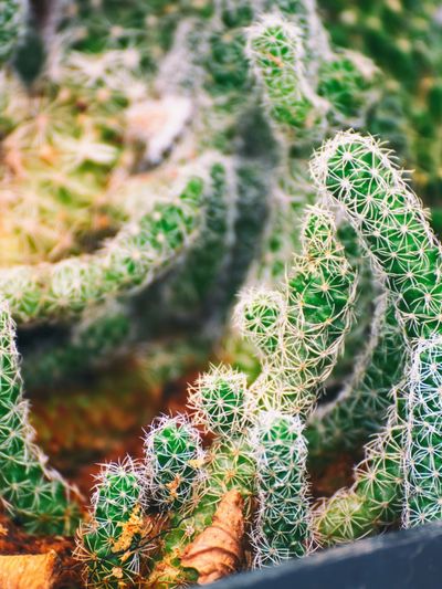 Close Up Of A Thimble Cactus