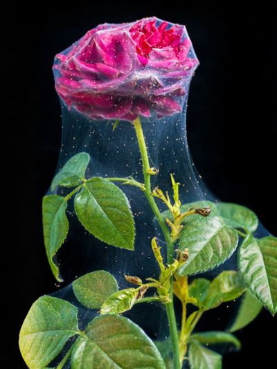 Spider Mites On A Rose Plant