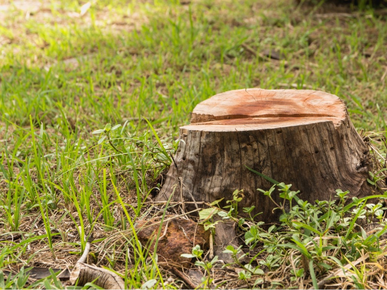 Tree Stump Removal Instructions: How To Remove A Tree Stump