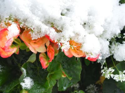 Begonia Plants Covered In Snow