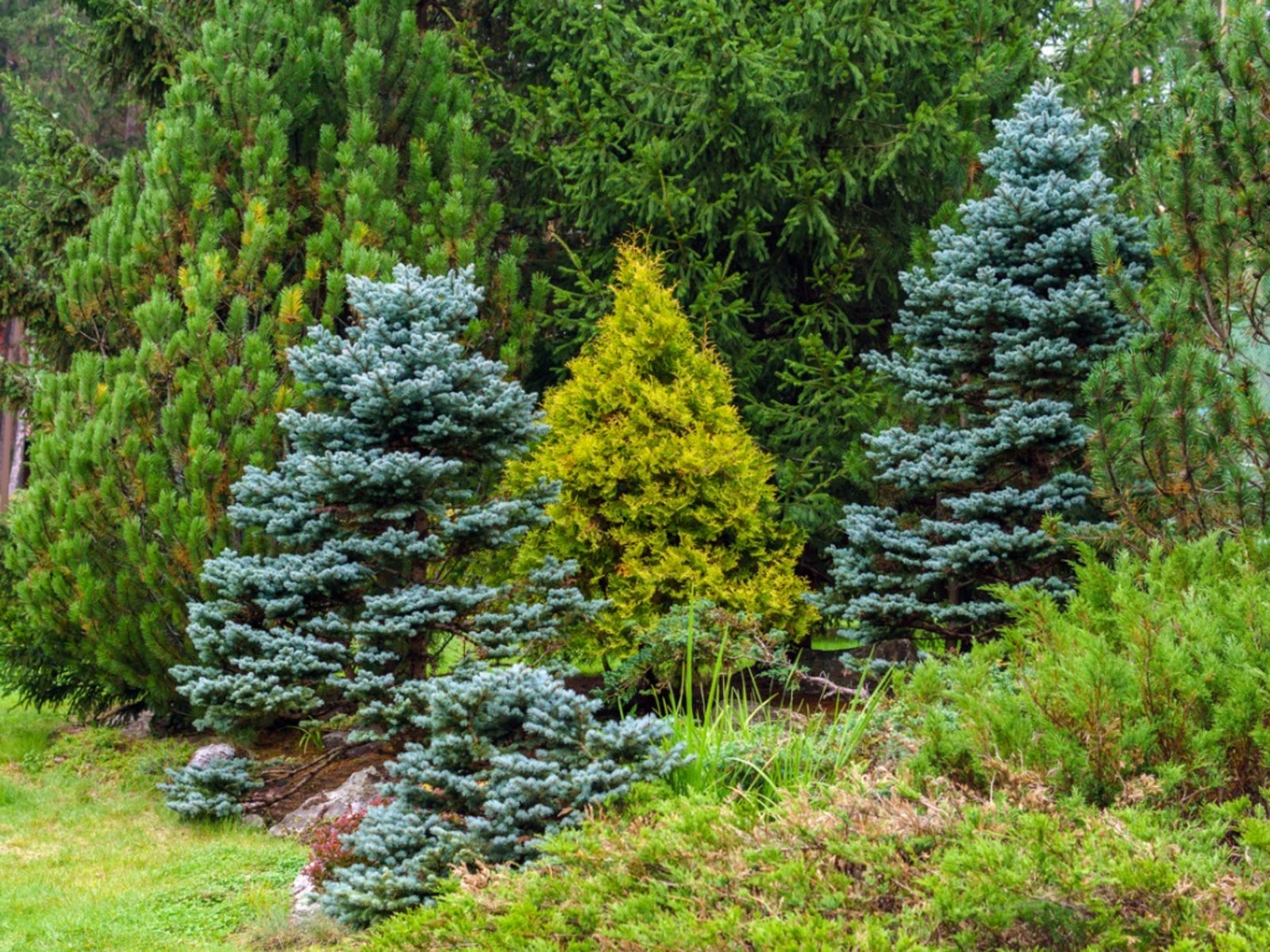 Coniferous Plant Info - Tips For Growing Various Conifer Tree Types