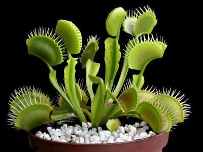 Potted Venus Fly Trap Plants