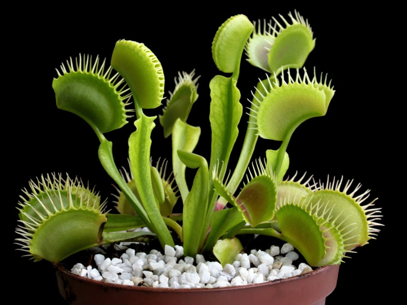 Venus Fly Trap Care - How To Grow A Venus Fly Trap