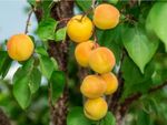 Apricots With Leucostoma Canker