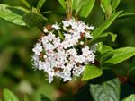 Tiny White Flowering Viburnum Shrub