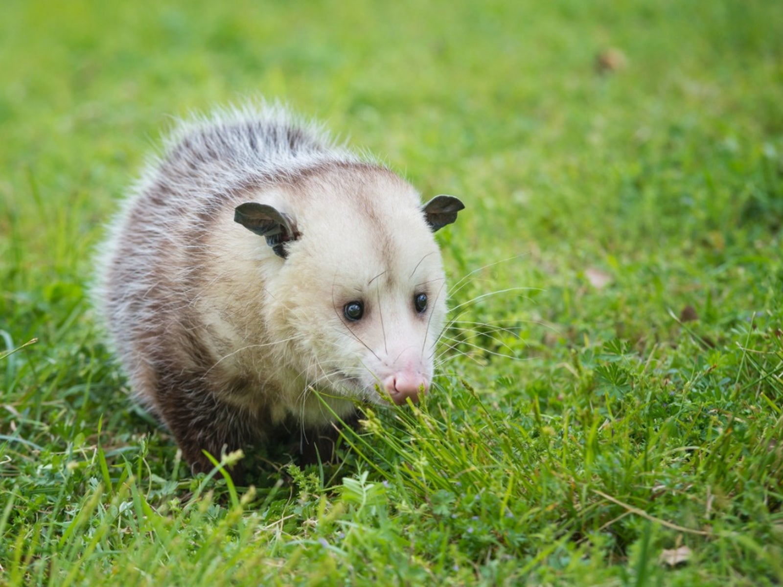 virginia opossum foraging for food