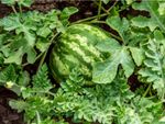 Watermelon Plant With Mosaic Virus
