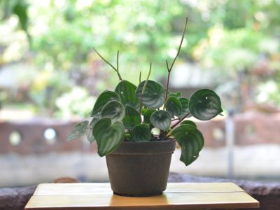 Potted Peperomia Houseplant