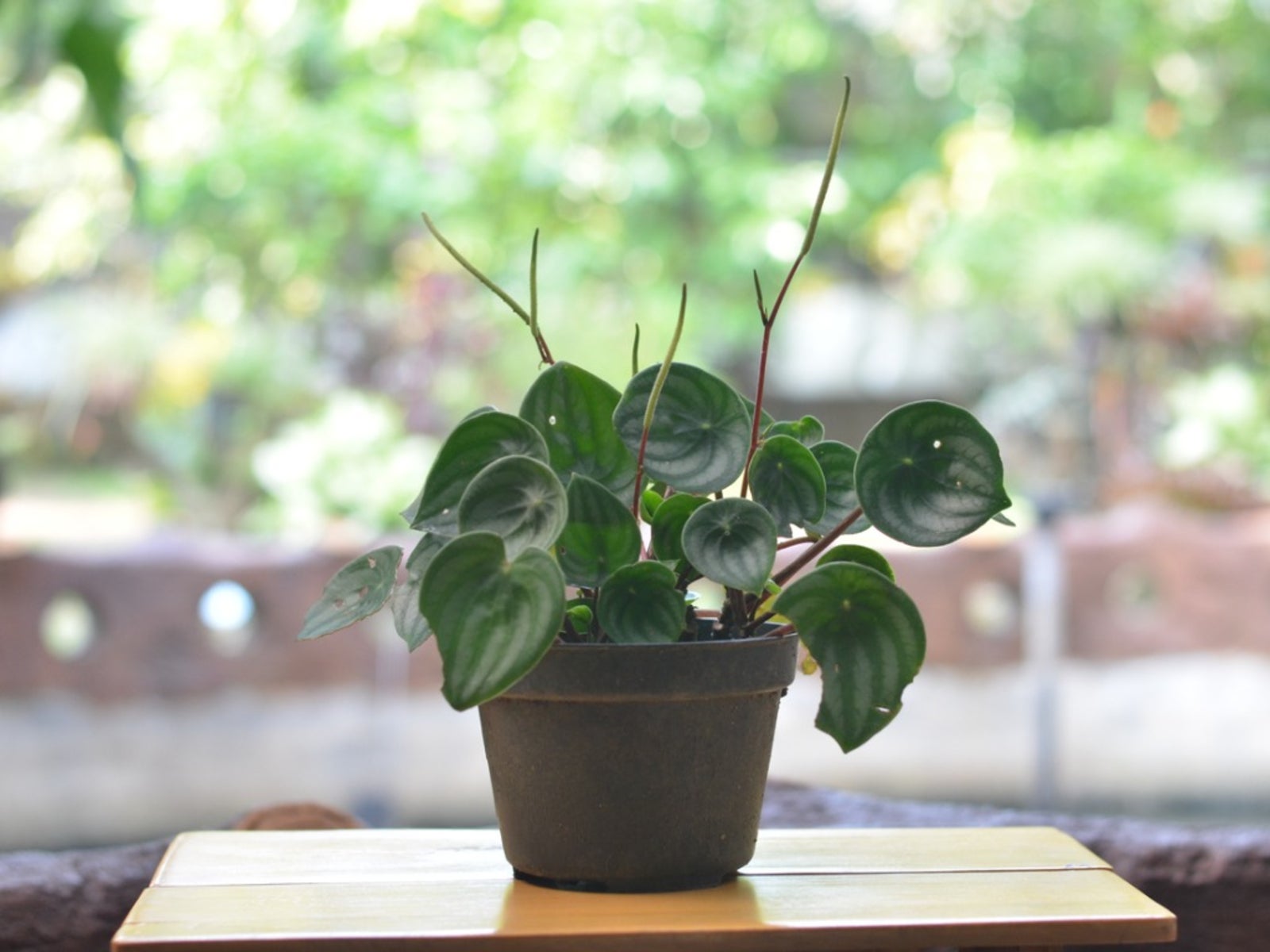 Peperomia plant care growing instructions