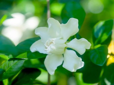A white gardenia flower