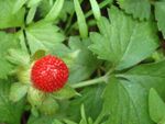Wild Strawberry Plant