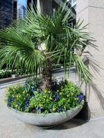 Potted Cold Hardy Palm Tree Near Buildings