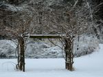 Wisteria Vines Covered In Snow