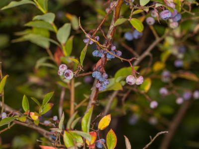 Blueberry Bush With Stem Blight Disease