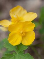 Close Up Of Yellow Celandine Poppies