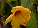 Bugs On A Yellow Tropical Hibiscus Plant