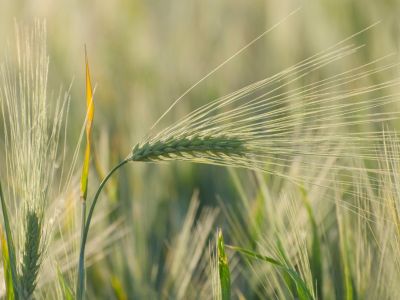 Barley As A Cover Crop