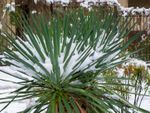 Yucca Plants With Frost Damage Covered In Snow