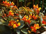 Red And Yellow Flowering Episcia Plants