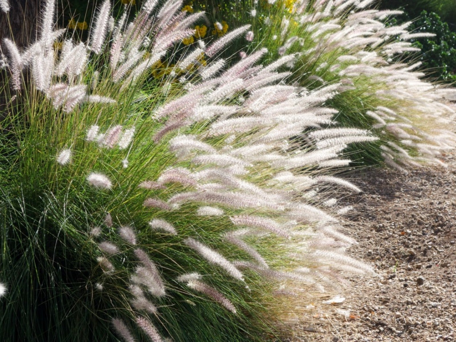 tips & information about fountain grass - gardening know how