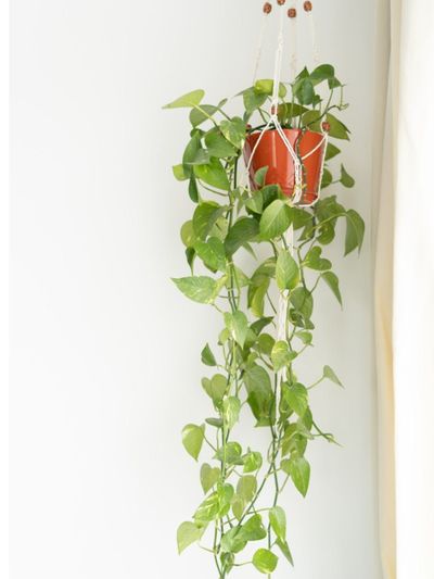 Indoor Potted Pothos Plant In A Hanging Planter
