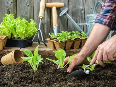 A Gardener Planting Vegetables In The Garden