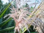 Furry Siberian Melic Grass