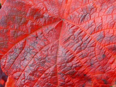 Red Leaf Of A Crimson Glory Vine Plant